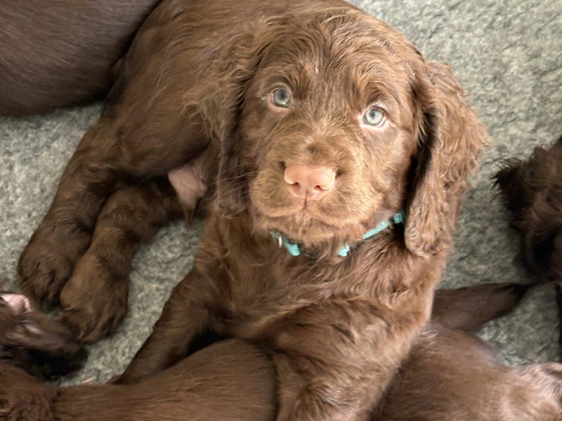 Beautiful working cocker spaniels (2 boys left)