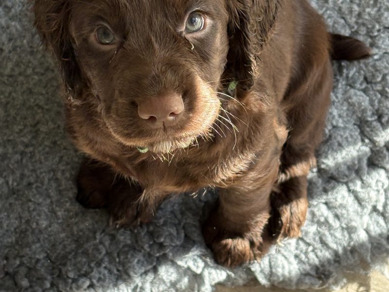 Beautiful working cocker spaniels (2 boys left)