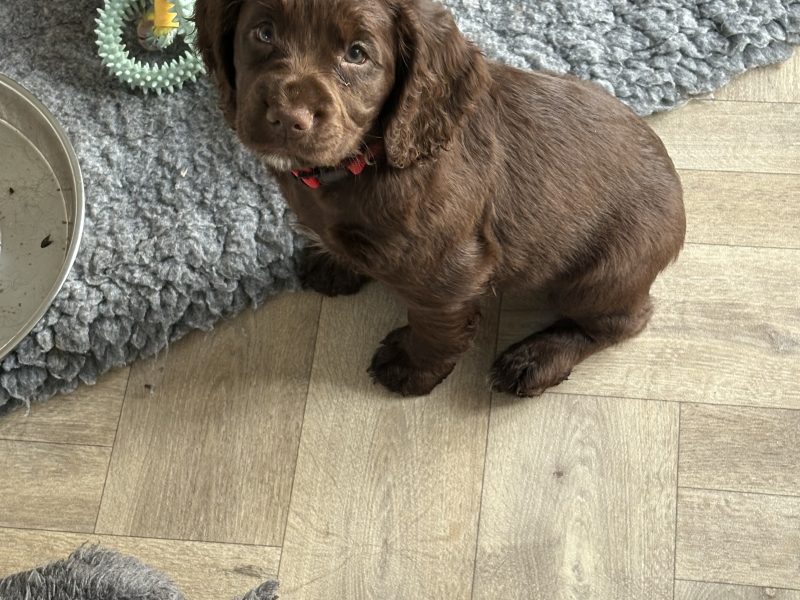 Beautiful working cocker spaniels (2 boys left)