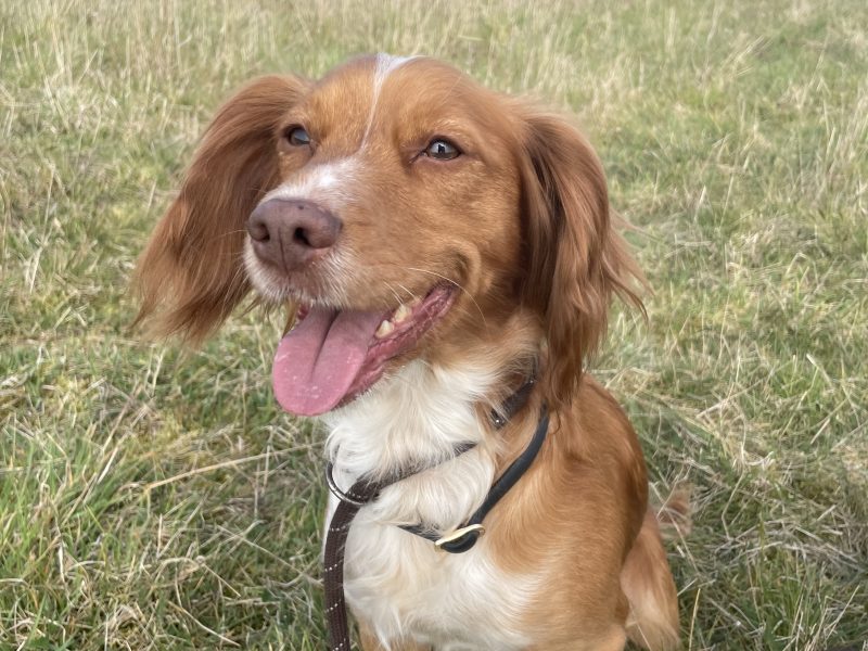 Working Cocker Spaniel males avaiable