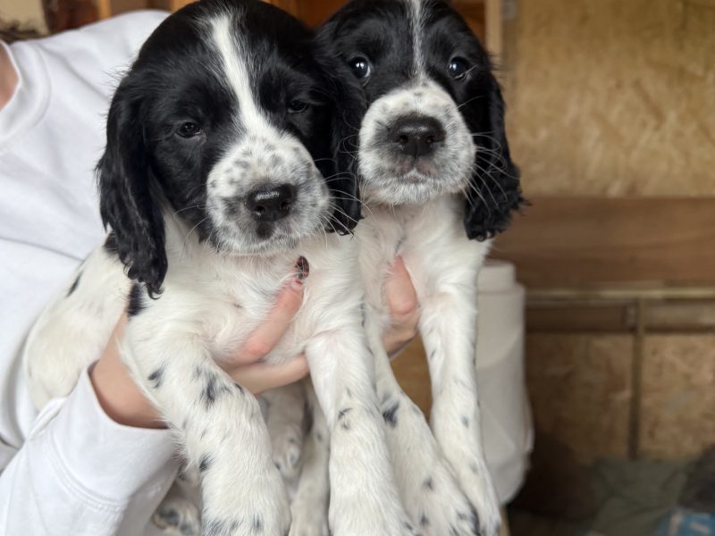 Cocker Spaniels