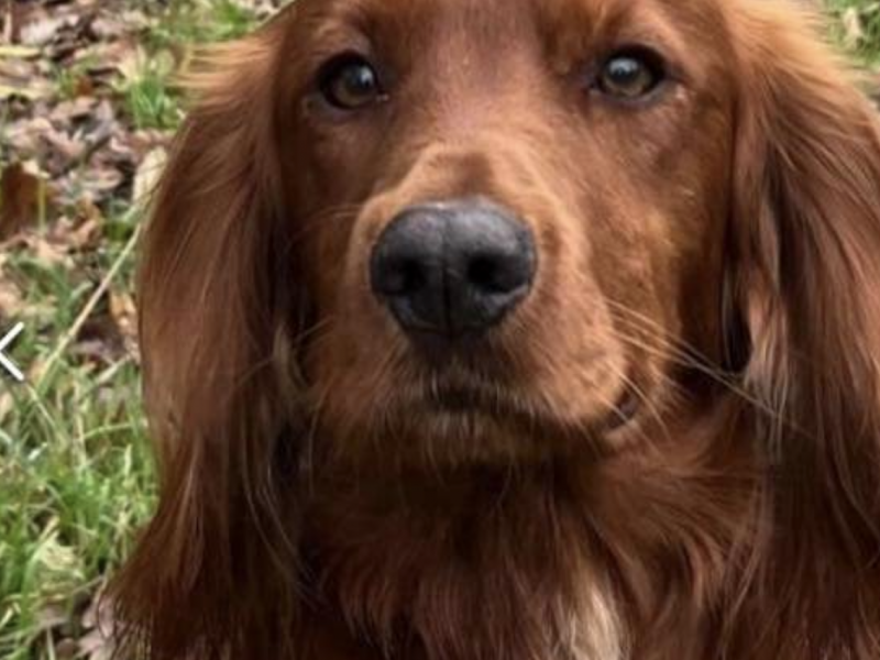 Working Cocker Spaniel males avaiable