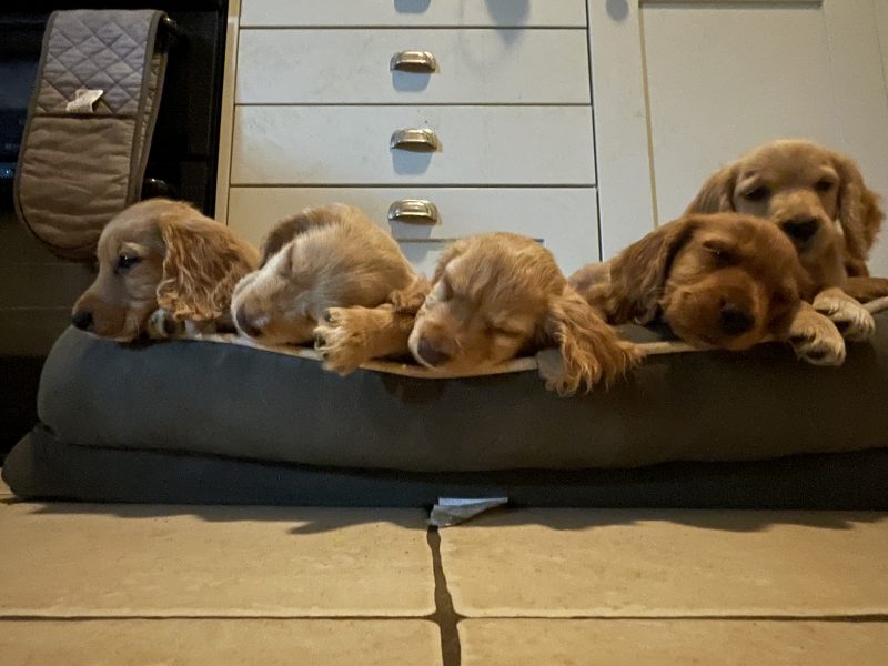 Working Cocker Spaniel males avaiable