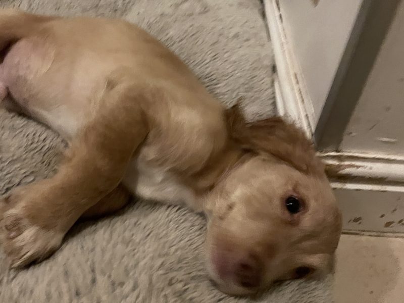 Working Cocker Spaniel males avaiable