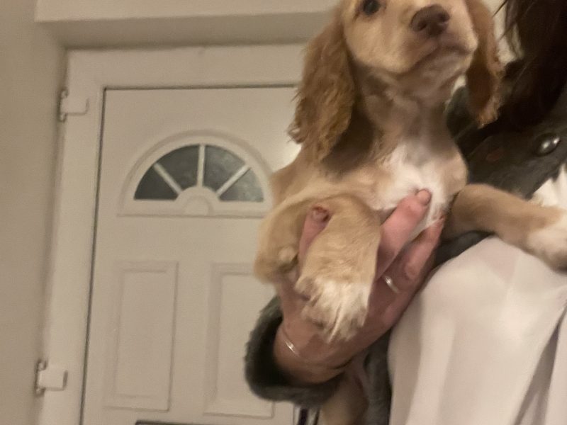 Working Cocker Spaniel males avaiable