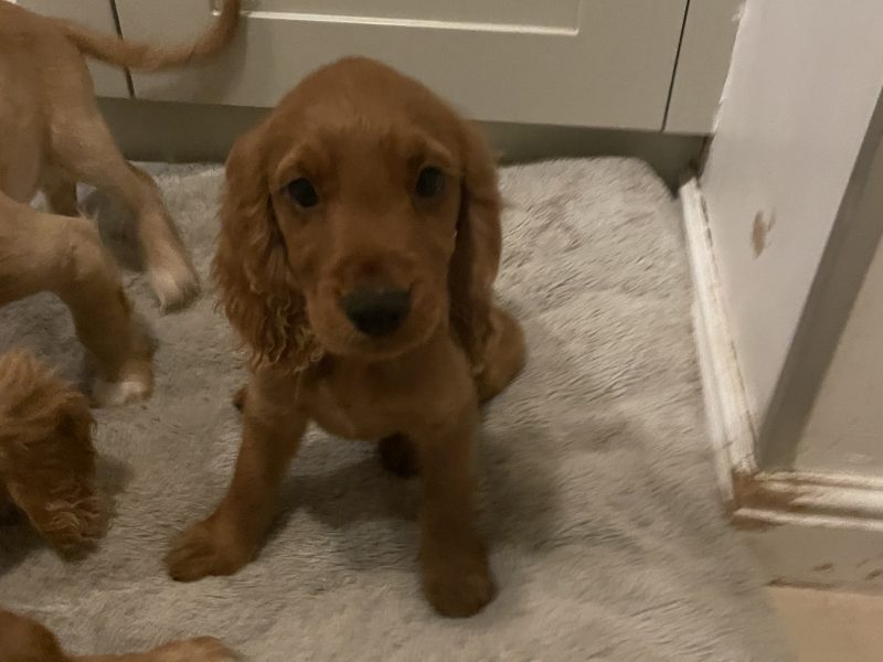 Working Cocker Spaniel males avaiable