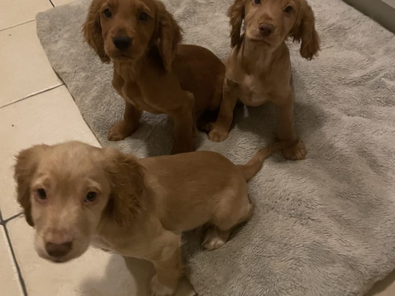 Working Cocker Spaniel males avaiable