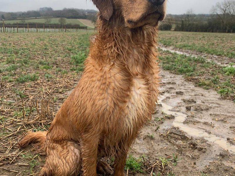 Working Golden Retrievers
