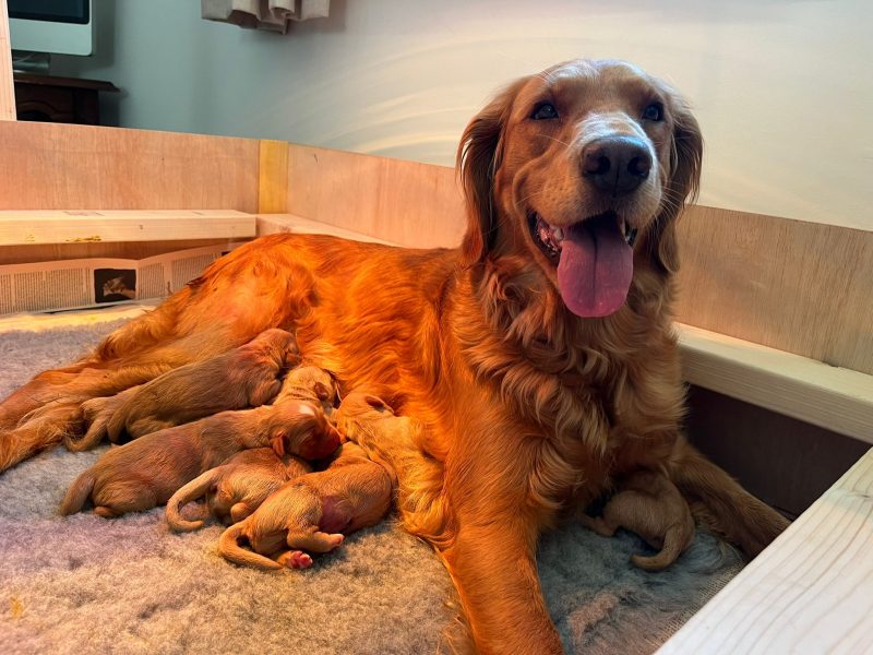 Working Golden Retrievers