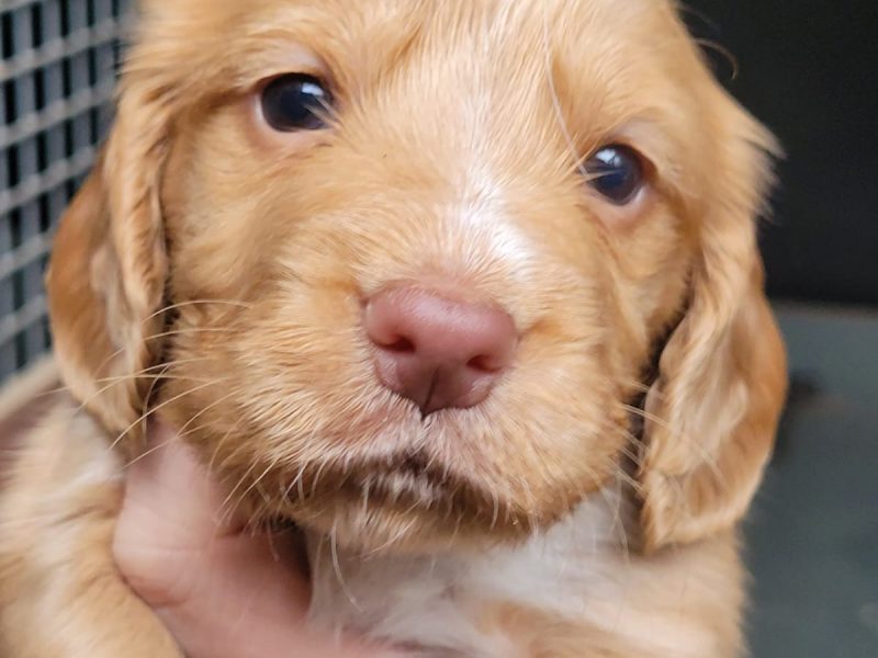 Cocker pups