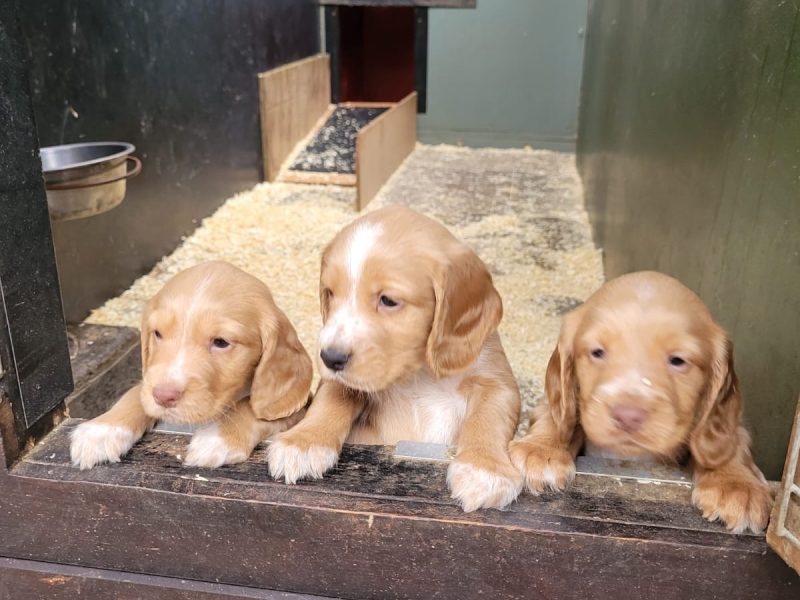 Cocker pups