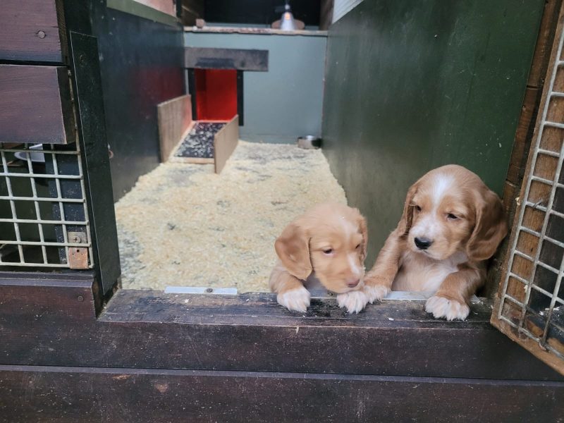 Cocker pups