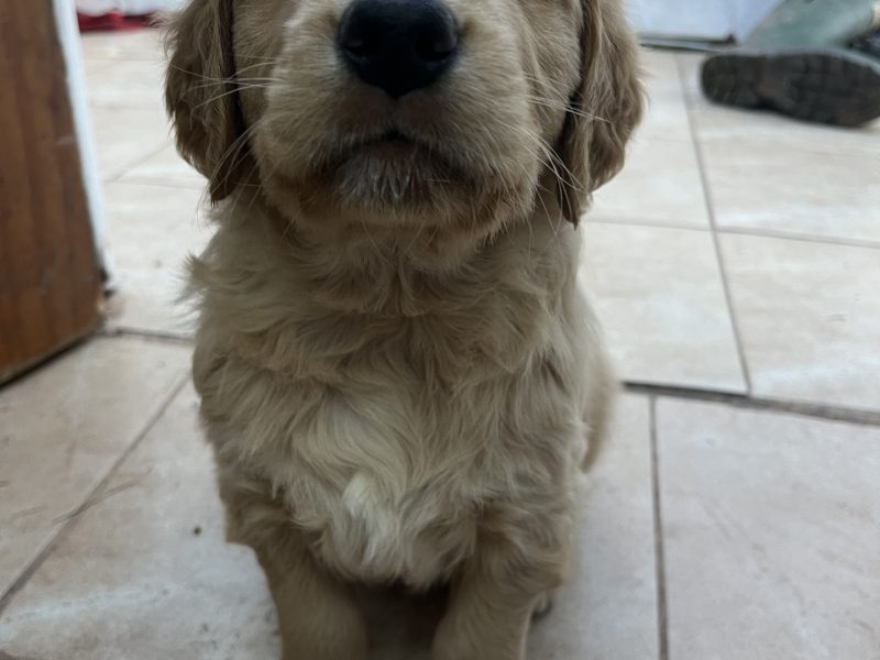 Working Golden Retrievers