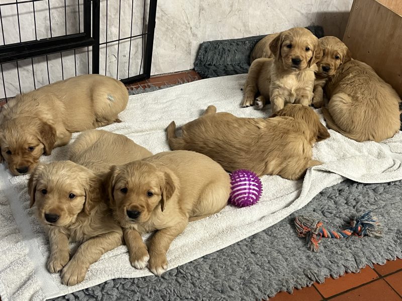 Working Golden Retrievers