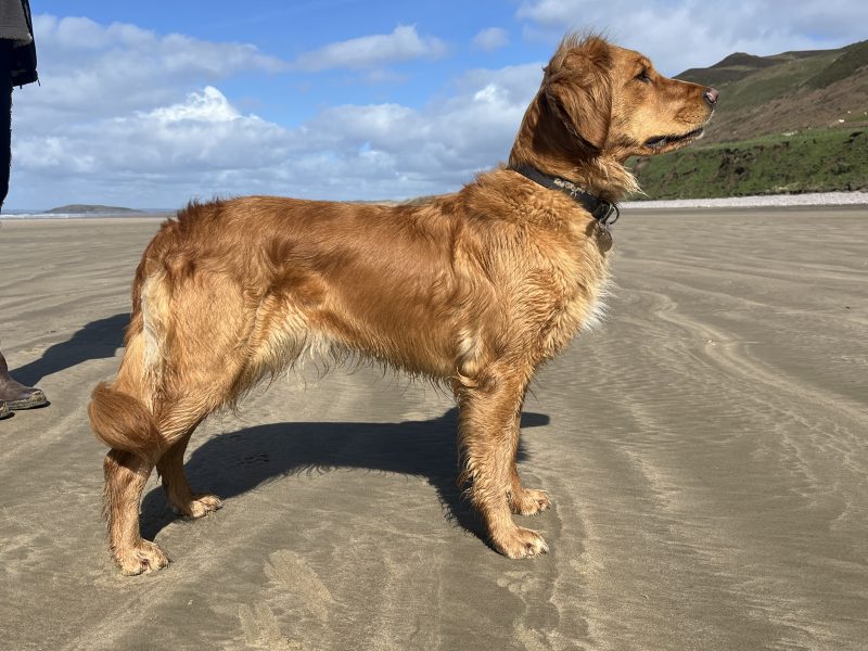 Working Golden Retrievers