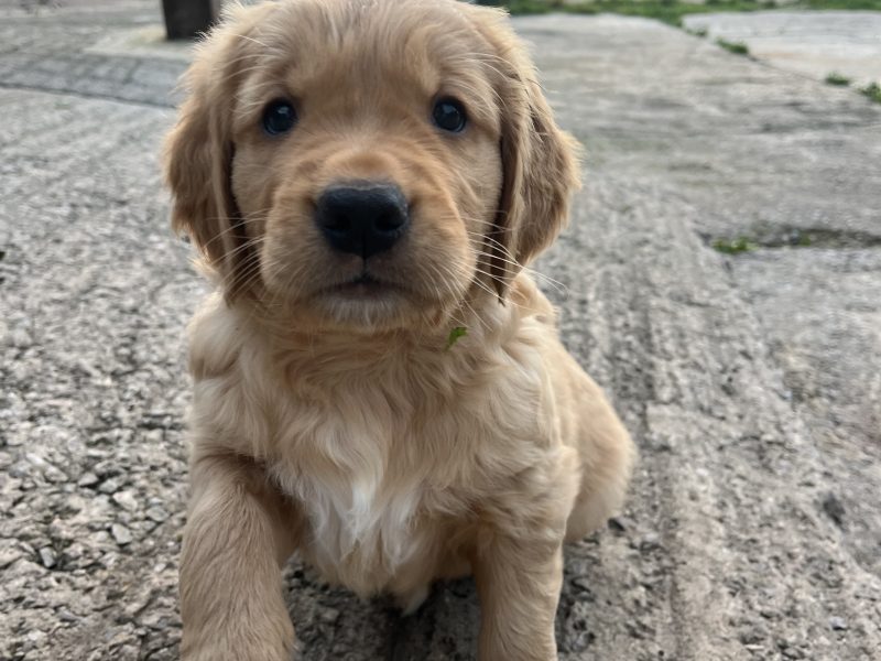 Working Golden Retrievers