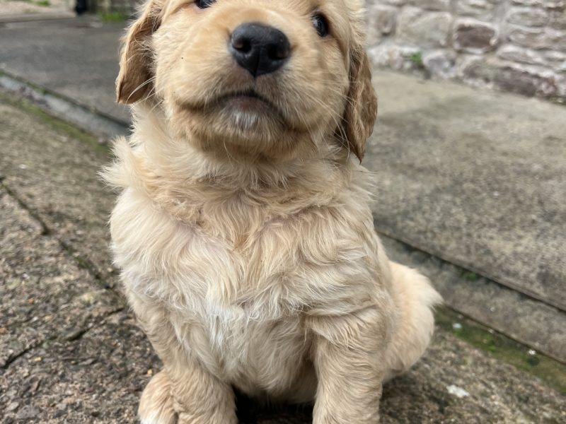 Working Golden Retrievers