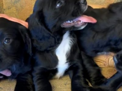 Beautiful Working Cocker Spaniel