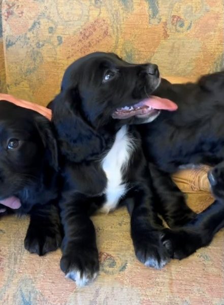 Beautiful Working Cocker Spaniel