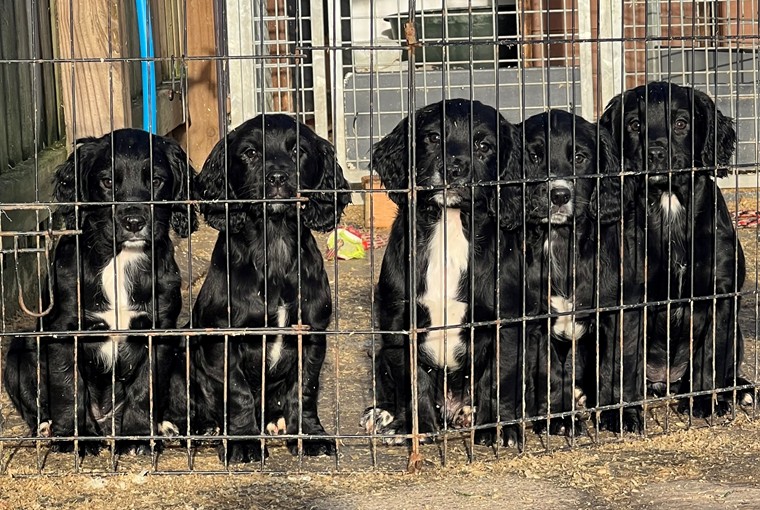 Beautiful Working Cocker Spaniel