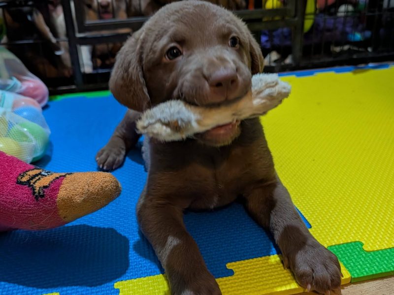 Cracking litter of Chessie pups for work / show