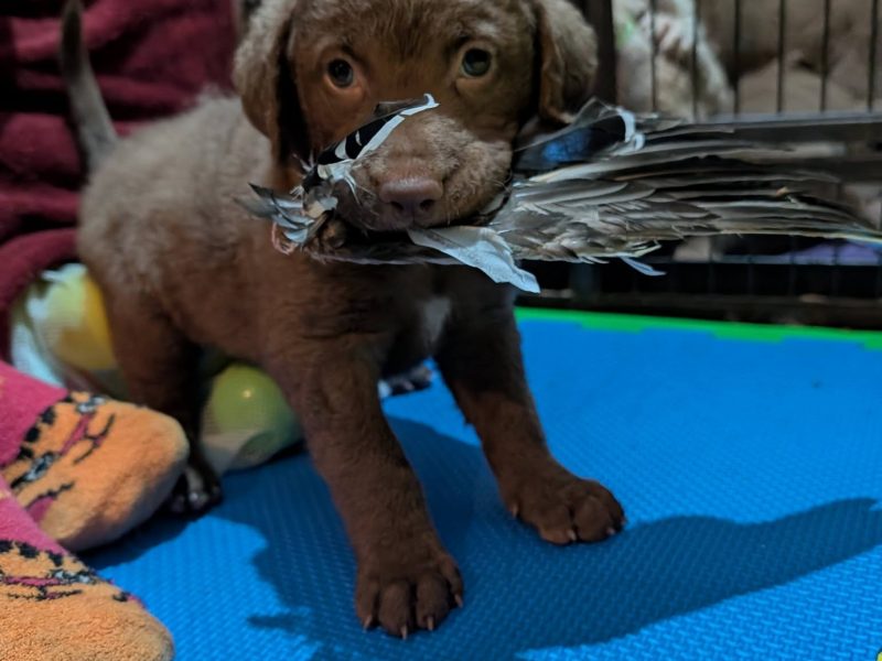 Cracking litter of Chessie pups for work / show