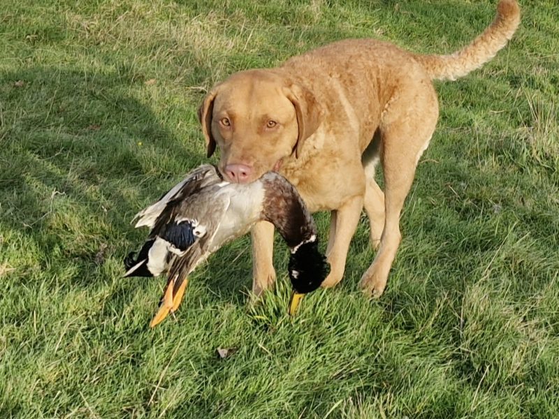 Cracking litter of Chessie pups for work / show