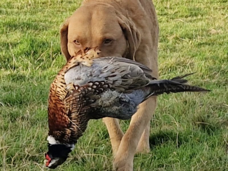 Cracking litter of Chessie pups for work / show
