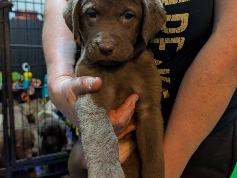 Cracking litter of Chessie pups for work / show