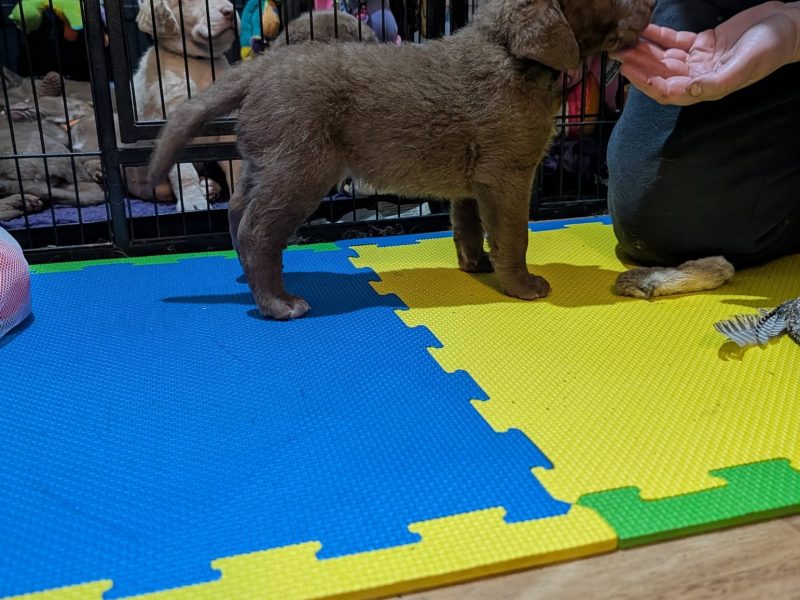 Cracking litter of Chessie pups for work / show