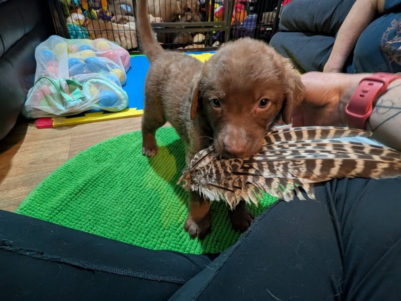 Cracking litter of Chessie pups for work / show