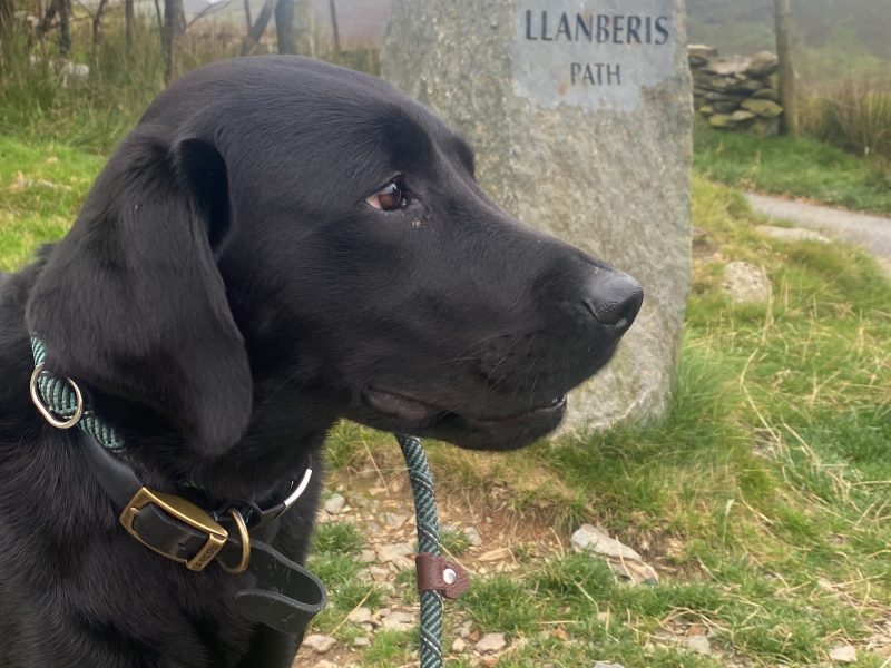 Labrador puppy- yellow dog. KC registered, fully health tested