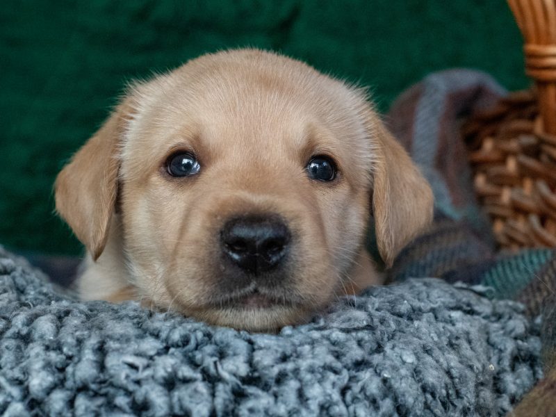 Labrador puppy- yellow dog. KC registered, fully health tested