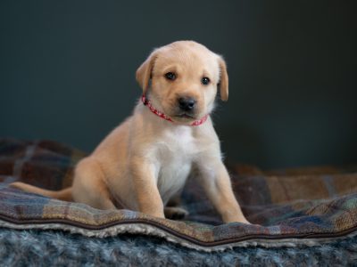 Labrador puppy- yellow dog. KC registered, fully health tested