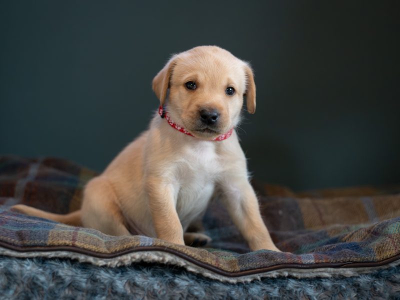 Labrador puppy- yellow dog. KC registered, fully health tested