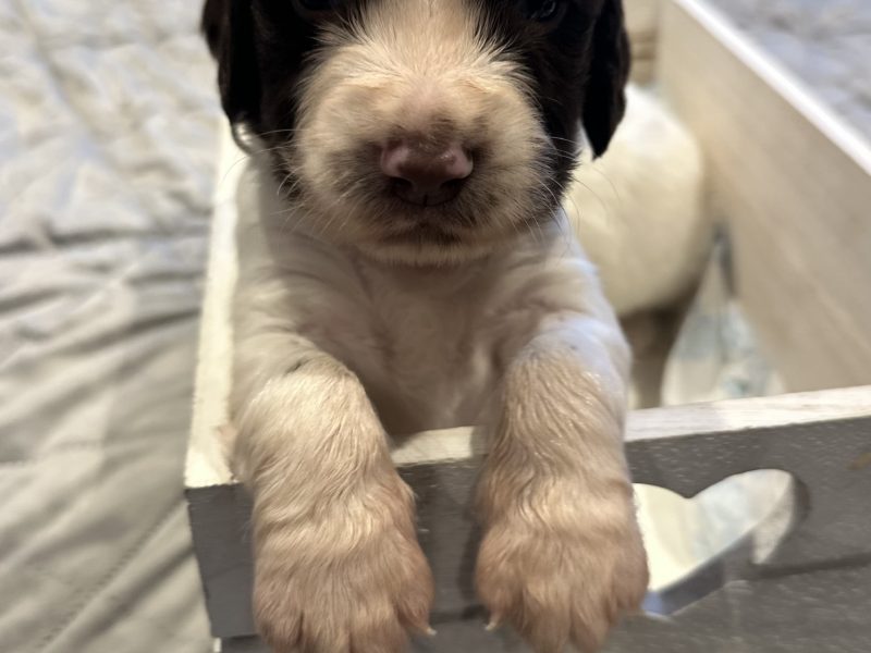Kc registered English springer spaniels