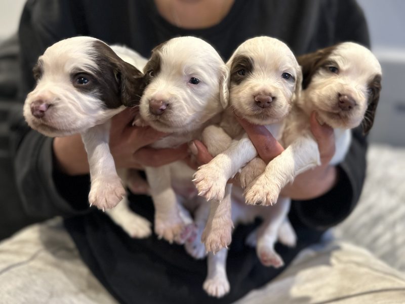 Kc registered English springer spaniels