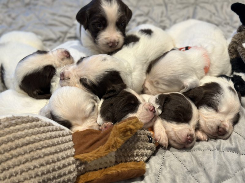 Kc registered English springer spaniels