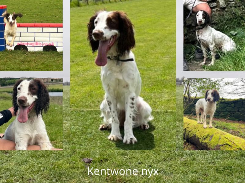 Kc registered English springer spaniels