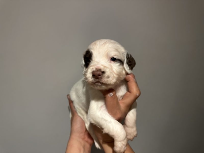 Kc registered English springer spaniels