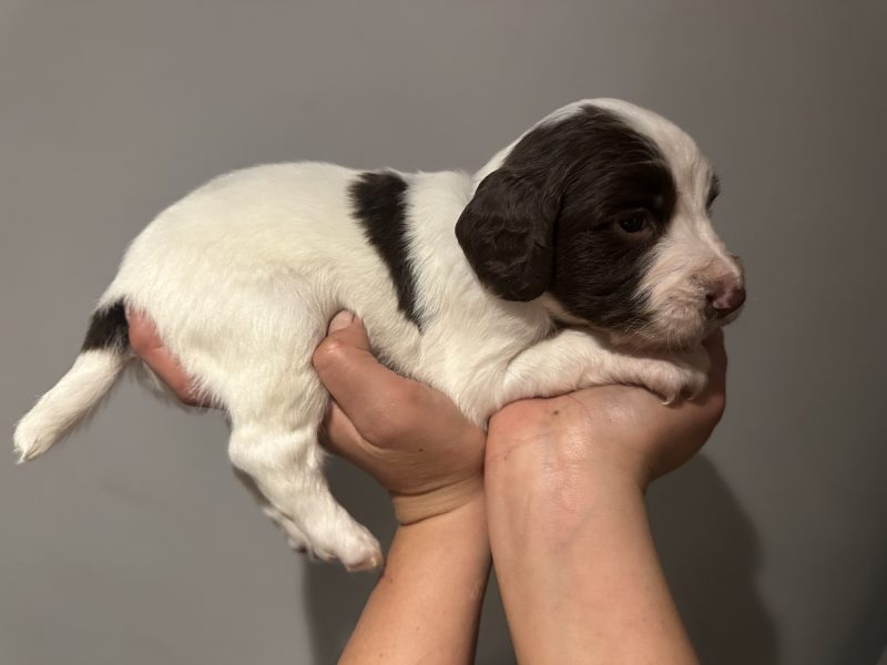Kc registered English springer spaniels