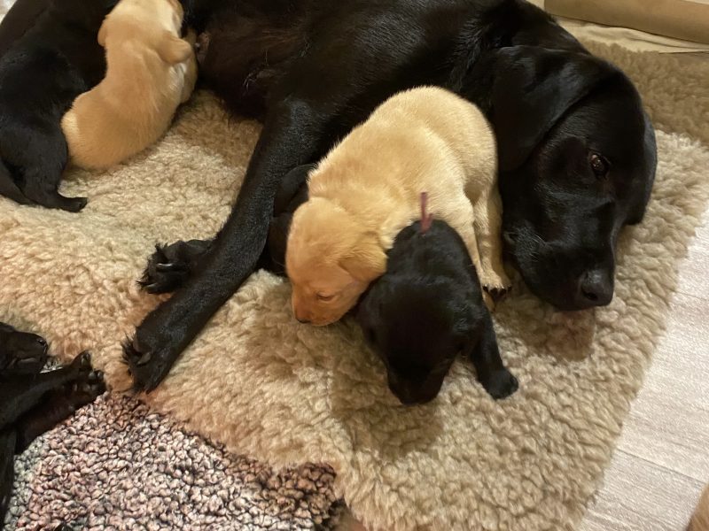 Labrador puppy- yellow dog. KC registered, fully health tested