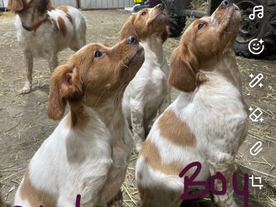 Brittany spaniel