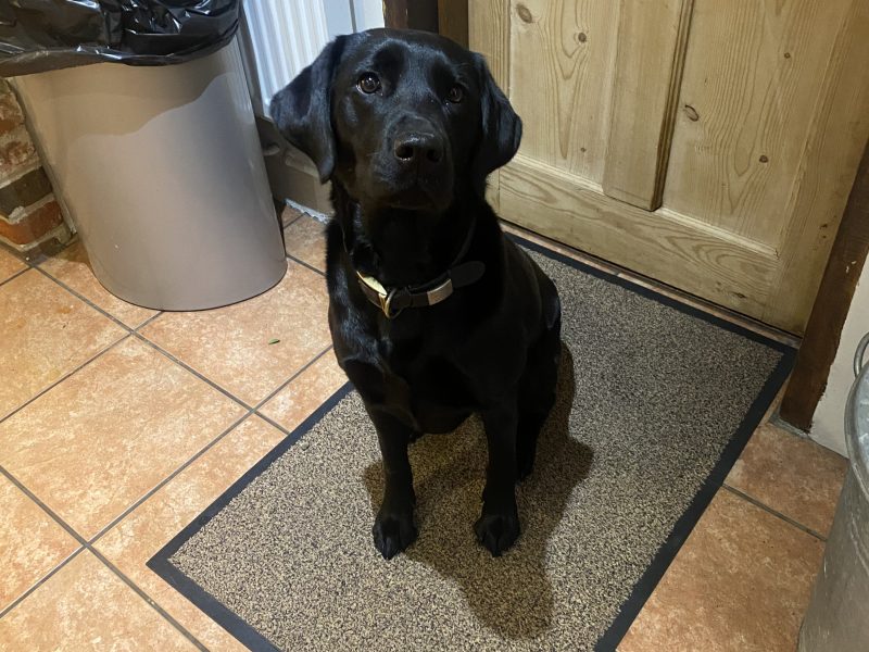 Labrador puppy- yellow dog. KC registered, fully health tested