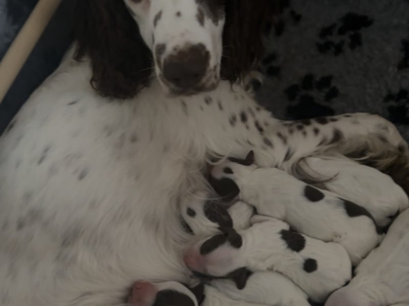 Kc registered English springer spaniels