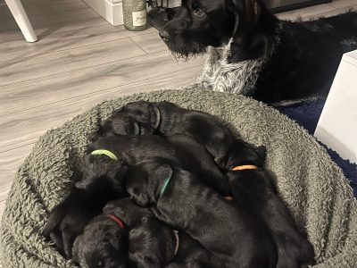 GWP/LAB pups