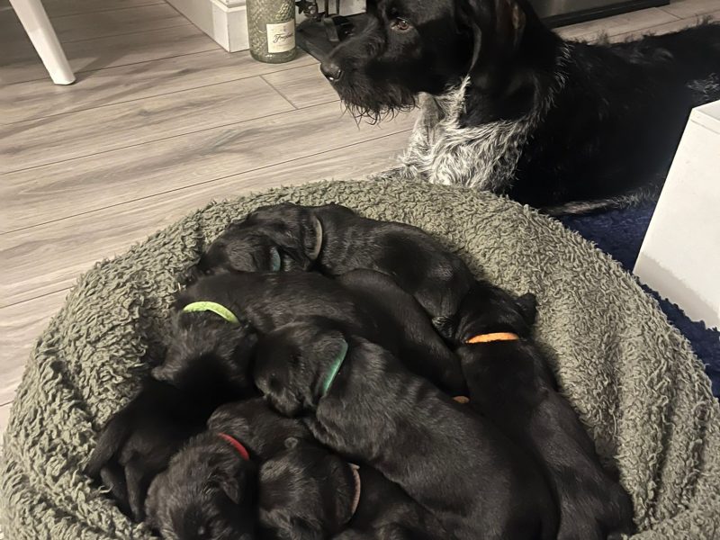 GWP/LAB pups