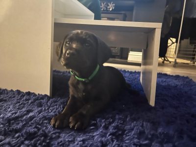 6 GWP/LAB pups