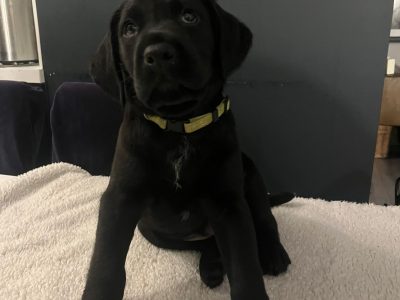 4 GWP/LAB PUPS LEFT