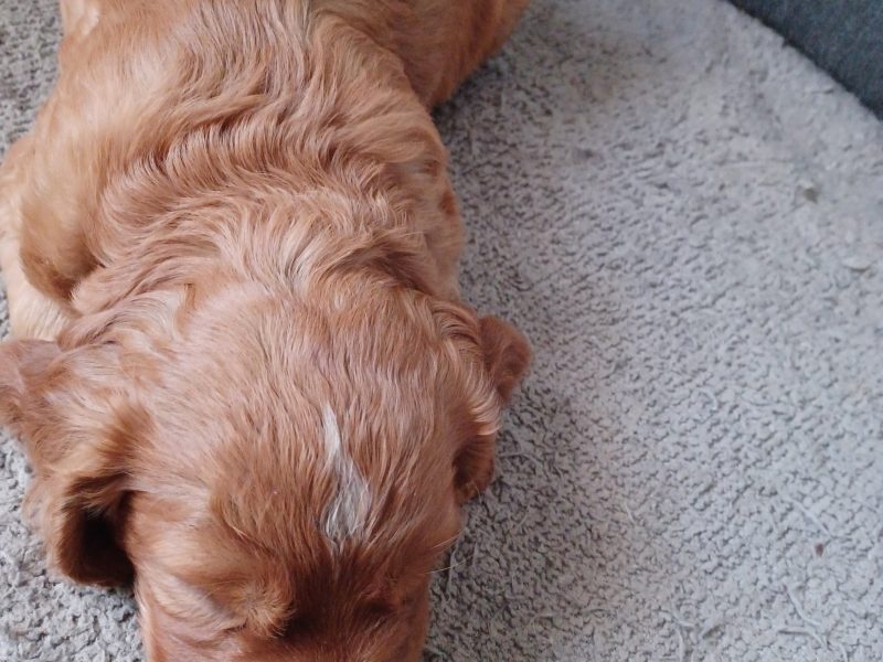 Working Cocker Spaniels